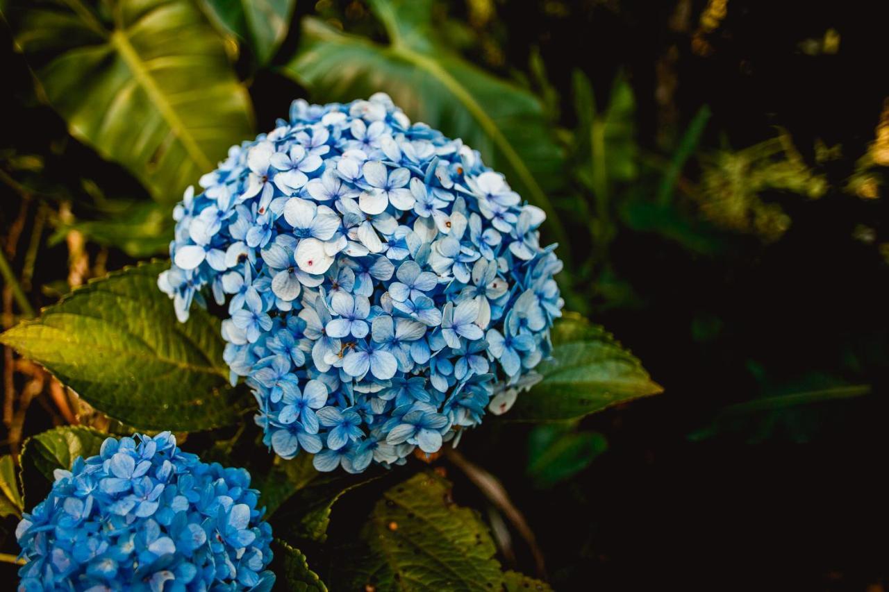 Sitio Das Hortensias Chales Conceição da Ibitipoca Dış mekan fotoğraf